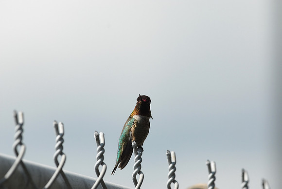 Anna's Hummingbird