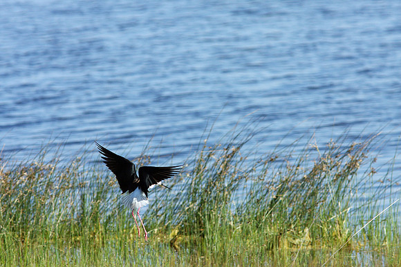 Black-necked Stilt